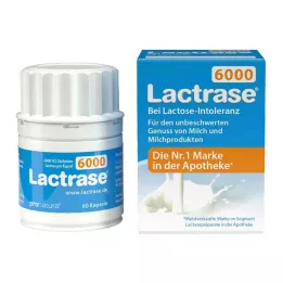 LACTRASE 6 000 FCC gélules, 60 pièces